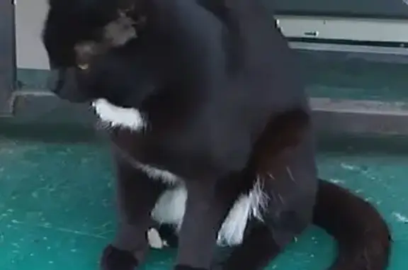 Найденные животные Томск, фото: Найден черный котик, Пристанской пер. 2, Томск