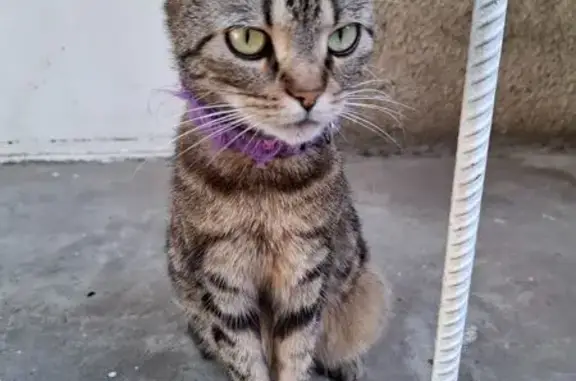 Найдена кошка, Краснодар, фото: Найдена кошка, Октябрьская ул. 141, Краснодар