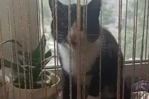 Кошка найдена: Исакова 234, Барнаул