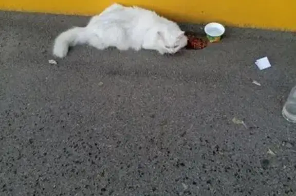 Кошка найдена на ул. Юрина, Барнаул