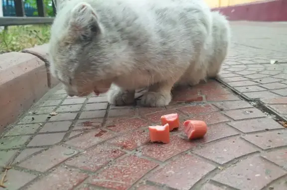 Кошка найдена, ул. Курнатовского, 18