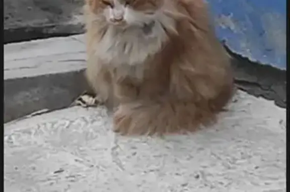 Кошка найдена: Советской Армии, 48, Барнаул