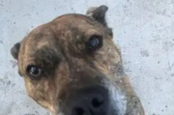 Найдена собака, Вербилки, фото: Собака найдена на ул. Вокзальная, Вербилки