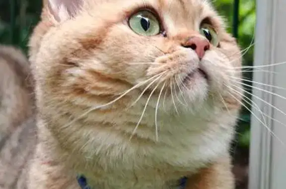 Кошки потеряшки, Токсово, фото: Потеряшка кошка, ул. Советов 79, Токсово