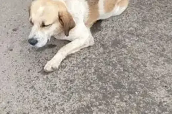 Найдена собака, Вербилки, фото: Собака найдена, ул. Забырина, Вербилки