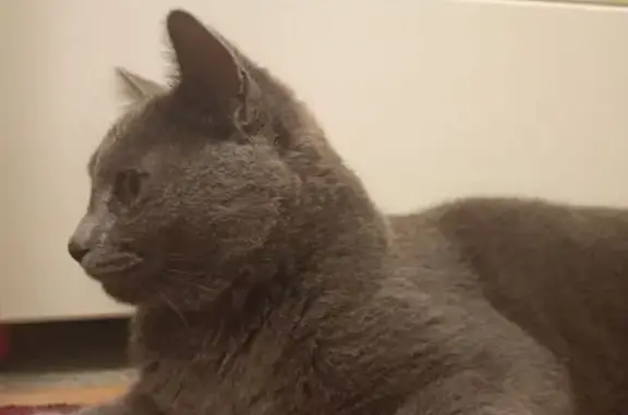 Найденные животные Нягань, фото: Найдена кошка, ул. Новосёлов 31, Нягань