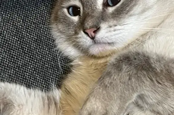 Кошки потеряшки, Орск, фото: Потеряшка кошка, Орск, пр. Никельщиков, 33