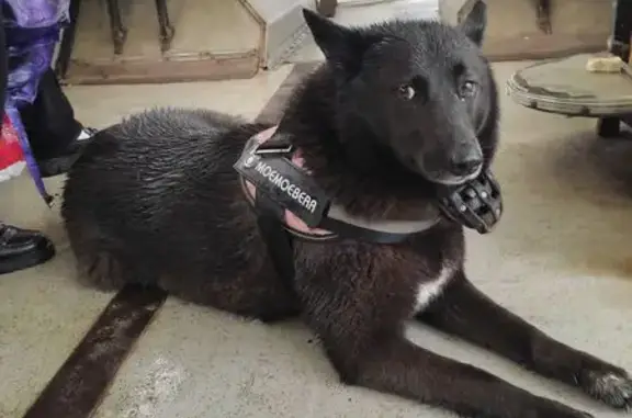 Собака найдена: пр. Строителей, 1А, Киров