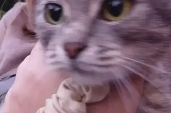 Кошка найдена: ул. Бебеля, 61А, Красноярск