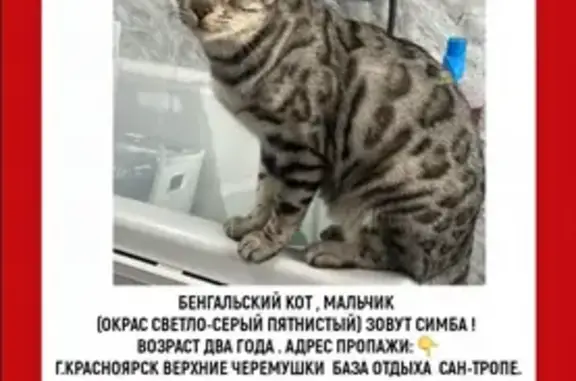 Пропала кошка, Ширинская ул. 9, Крск
