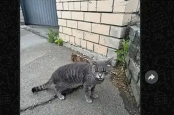 Кошка найдена: Змеиногорский тракт, 104М/2