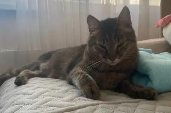 Кошка найдена, Судостроительная 145, Крск