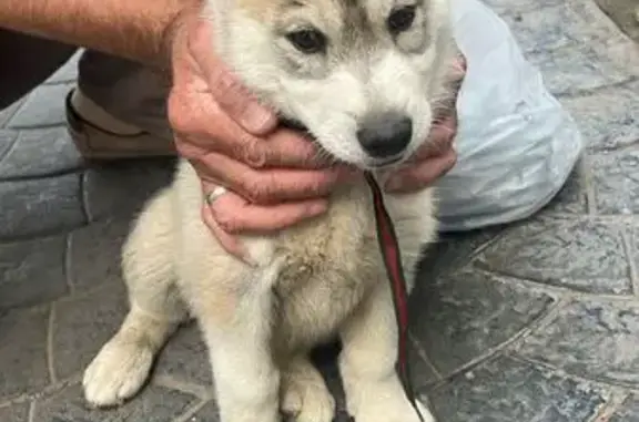 Собака найдена: ул. Ленина, 20/29/17