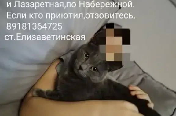 Пропала кошка, Набережная ул., 160