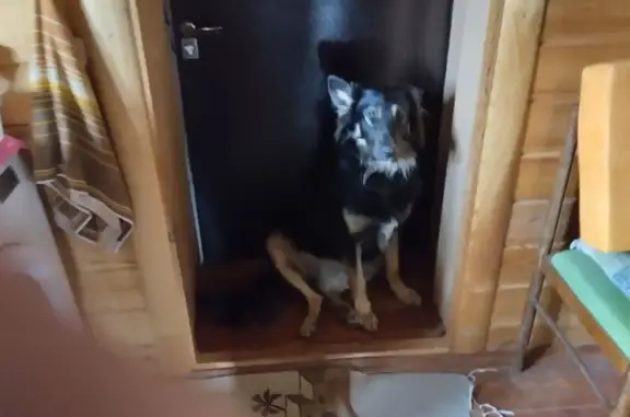 Собаки потеряшки, Смоленская область, фото: Потеряшка собака, Смоленская область, 66Н-1913