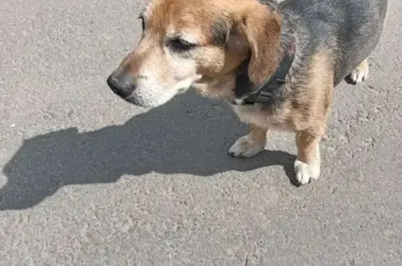 Найдена собака, ул. Пушкина 19/16, Электросталь