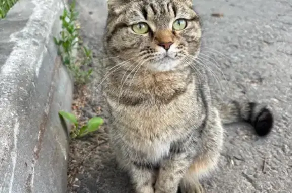 Найдена кошка, Павловский Посад, фото: Кошка найдена: ул. Зыбина, 17, Павловский Посад
