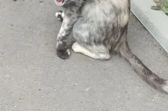 Найдена кошка, Ногинск, фото: Кошка найдена: Юбилейная 12А, Ногинск