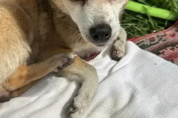 Найдена собака, Свердловская область, фото: Собака найдена у насыпи Плотины, Свердловская область