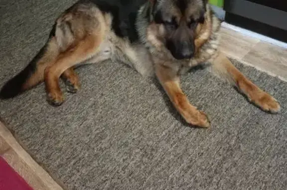 Найдена собака в Коломне, МО