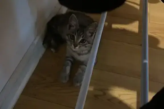 Найдена кошка, Иркутск, фото: Кошка найдена: Байкальская 295/1, Иркутск