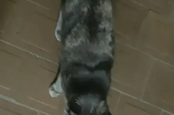 Кошка найдена: Староватутинский пр., 14