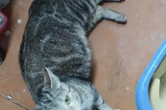 Найдена кошка, Рассыльная ул., 18, Курск