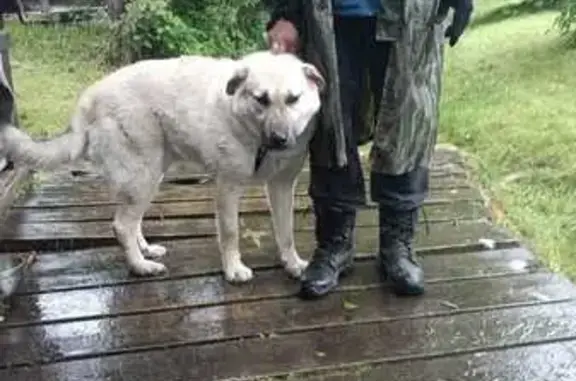 Найдена собака, 41К-089, Приморское 