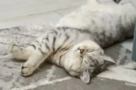 Кошки потеряшки, Лысьва, фото: Потеряшка кошка, ул. Рощина, 21, Лысьва