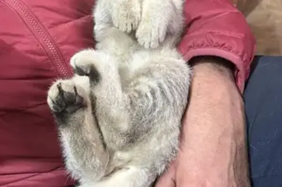 Кошки потеряшки, Парголово, фото: Потеряшка кошка, Вологдина 14 к3, Парголово
