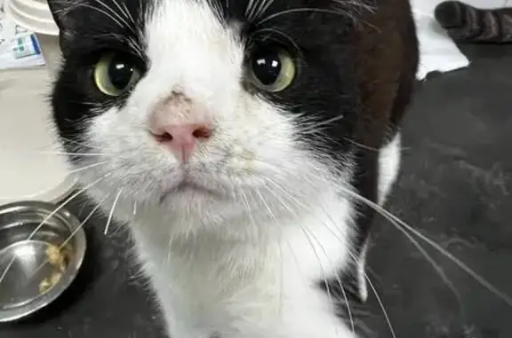 Найдена кошка, Верея, фото: Кошка найдена: Советская пл., 2, Верея