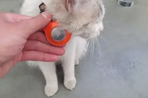 Найдена белая кошка, Челябинск, Свердловский 8