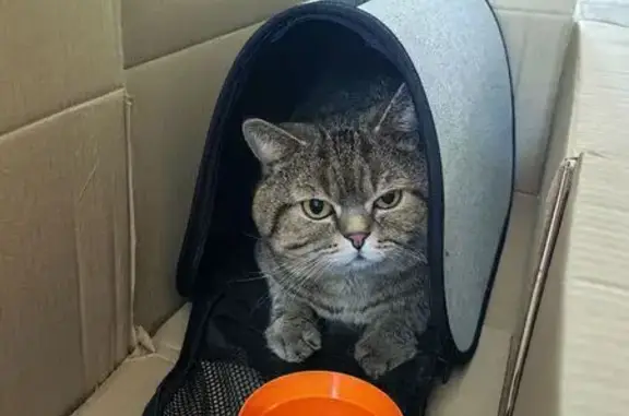 Найдена кошка, Брянск, фото: Найдена кошка, ул. Пушкина 73, Брянск
