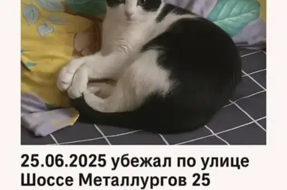 Пропала кошка, шоссе Металлургов 25