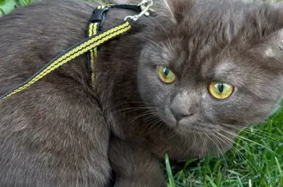 Кошки потеряшки, , фото: Потеряшка кошка, ул. Первомайская, 56