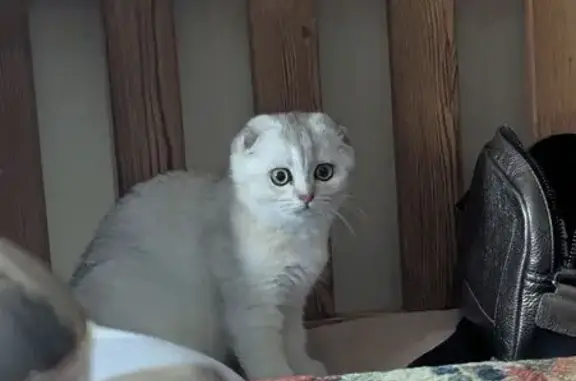 Кошки потеряшки, Тамбов, фото: Потеряшка кошка, Ручейная ул., Тамбов