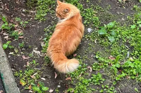Найдена кошка, Москва, фото: Кошка найдена: Малышева, 19, Москва