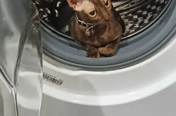 Кошки потеряшки, Красноярск, фото: Потеряшка кошка, ул. Попова 10А, Красноярск