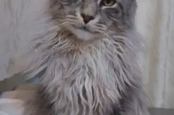 Кошки потеряшки, Кострома, фото: Потеряшка кошка, пр. Мира 62, Кострома