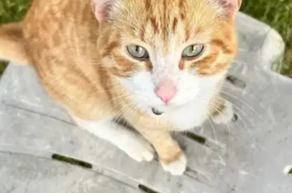 Найдена кошка, , фото: Найдена ласковая кошка, Сонино, МО
