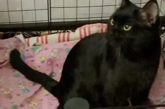 Кошки потеряшки, Мурманск, фото: Потеряшка черная кошка, Подстаницкого 10