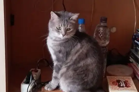 Пропала кошка, ул. Олеко Дундича, 32