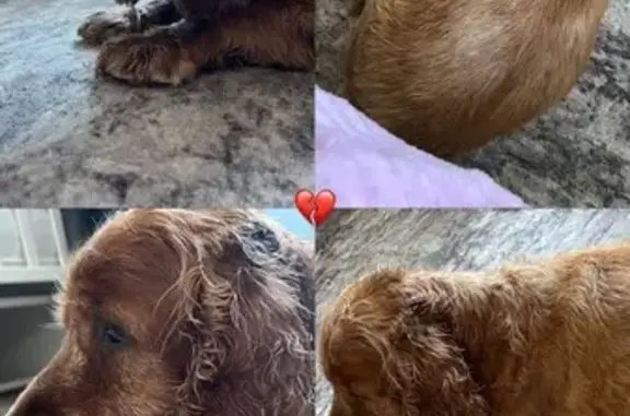 Найденные животные Стерлитамак, фото: Найден кокер-спаниель, ул. Гоголя 123