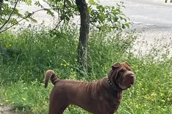 Собака найдена: ул. Машиностроителей, 35