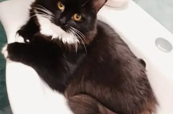 Кошки потеряшки, Великий Новгород, фото: Потеряшка кошка на ул. Коровникова, 5