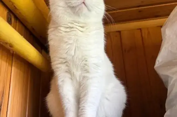Пропал кот Тимофей, Восточная 14А