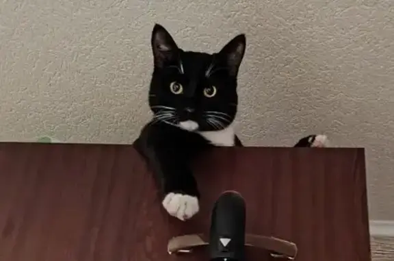 Кошки потеряшки, Тетюшское, фото: Потеряшка кошка в Тетюшском с/п, Ульяновск