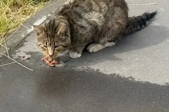 Кот найден: Загребский б-р, д.1, СПб