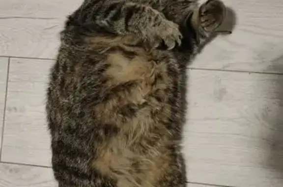 Пропала кошка, Петрово, Зелёная ул.