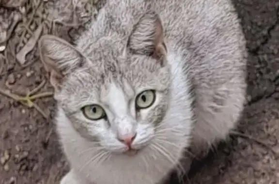 Кошка с котятами найдена в Туле, ул. Металлургов, 57